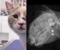 Σπέτσες: Γάτα πυροβολημένη στο μάτι με αεροβόλο