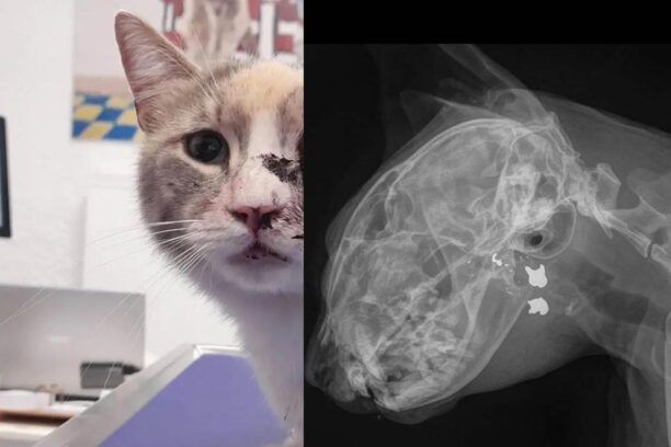 Σπέτσες: Γάτα πυροβολημένη στο μάτι με αεροβόλο