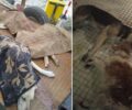 Στεφανιά Λακωνίας: Με φόλες δολοφόνησε τρία σκυλιά (βίντεο)