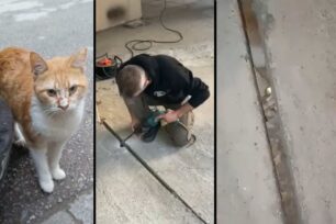 Θεσσαλονίκη: Έσπασαν το τσιμέντο με κρουστικό για να σώσουν γάτα που παγιδεύτηκε κάτω από πυλωτή (βίντεο)