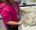 Αττικό Ζωολογικό Πάρκο: Κρίσιμη η κατάσταση της υγείας για το λευκό τιγράκι