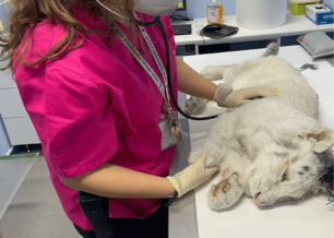 Αττικό Ζωολογικό Πάρκο: Κρίσιμη η κατάσταση της υγείας για το λευκό τιγράκι