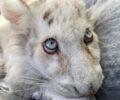 ΝΕΜΕΣΙΣ: Μη αναστρέψιμη η κατάσταση για τη μικρή τίγρη που υποφέρει – Αναμένεται η δημοσιοποίηση του πορίσματος (βίντεο)
