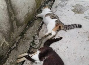 Τρίπολη Αρκαδίας: Βρήκαν γάτες και περιστέρια δολοφονημένα με φόλες