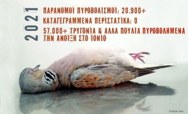 Ορνιθολογική: Ανεξέλεγκτοι παράνομοι κυνηγοί στα Ιόνια Νησιά σκοτώνουν ακατάπαυστα τρυγόνια και άλλα πουλιά