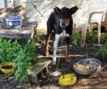 Χανιά: Κατασχέθηκε σκύλος που κτηνοτρόφος του έκοψε τα αυτιά
