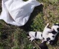 Χαρίεσσα Ημαθίας: Έκκληση για φροντίδα νεογέννητων κουταβιών που βρέθηκαν σε τσουβάλι (βίντεο)