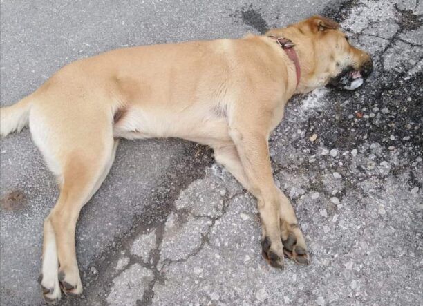 Ζαγορά Μαγνησίας: Δέκα σκυλιά έως τώρα δολοφονημένα με φόλες