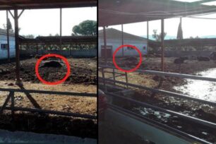 Ζάκυνθος: Αγελάδες νεκρές και άταφες σε κολαστήριο - κτηνοτροφική μονάδα βοοειδών