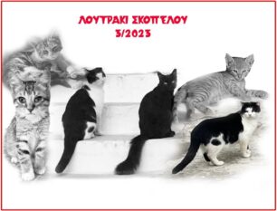 Σκόπελος: Με φόλες δολοφόνησε γάτες στο Λουτράκι