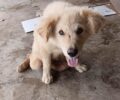 Ηράκλειο Κρήτης: Έκκληση για φροντίδα σκύλου που έμεινε παράλυτος μετά από πυροβολισμό στους Αγίους Δέκα (βίντεο)