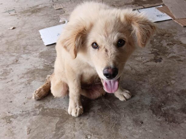 Ηράκλειο Κρήτης: Έκκληση για φροντίδα σκύλου που έμεινε παράλυτος μετά από πυροβολισμό στους Αγίους Δέκα (βίντεο)