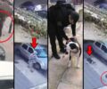Δικάζεται 24-4-2024 άνδρας που έβαζε στον σκύλο του να σκοτώνει γάτες σε Υμηττό, Δάφνη και Άγιο Δημήτριο Αττικής (βίντεο)