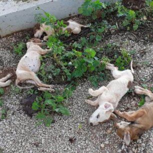 Αγρίλης Μεσσηνίας: Με φόλες δολοφόνησε έξι κουτάβια 5 AgrilisMessiniasDilitiriasmenaKoutavia15 12 2019 2