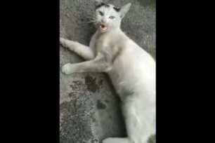 Αθήνα: Έκκληση για τραυματισμένη γάτα που κείτεται στο έδαφος (βίντεο)