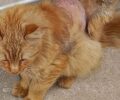 Αργυρούπολη Αττικής: Έκκληση για τον εντοπισμό τραυματισμένης γάτας