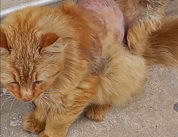 Αργυρούπολη Αττικής: Έκκληση για τον εντοπισμό τραυματισμένης γάτας