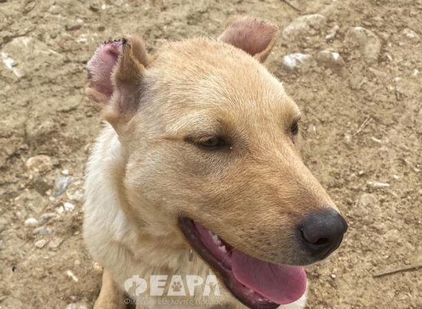 Χρειάζεται σπιτικό το σκυλάκι που άνδρας του έκοψε τα αυτιά στο Δοξάτο Δράμας