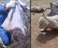 Δράμα: Βρήκαν κουτάβια σε τσουβάλι θαμμένα κάτω από μπάζα σε χωράφι (βίντεο)