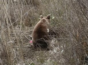 Φλώρινα: Έσωσαν αρκουδάκι που παγιδεύτηκε σε παράνομη συρμάτινη θηλιά κυνηγού στις Πρέσπες