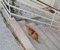 Αθήνα: Γάτα σε τραγική κατάσταση στην Κυψέλη - Προσπαθούν να την πιάσουν