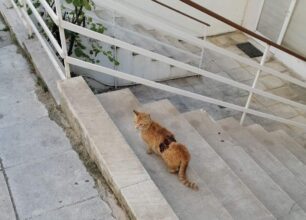 Αθήνα: Γάτα σε τραγική κατάσταση στην Κυψέλη - Προσπαθούν να την πιάσουν