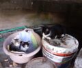 Καταγγέλλει τη συστηματική εξόντωση αδέσποτων γατιών με φόλες στην Ιερισσό Χαλκιδικής