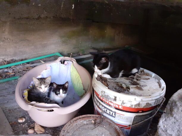 Καταγγέλλει τη συστηματική εξόντωση αδέσποτων γατιών με φόλες στην Ιερισσό Χαλκιδικής
