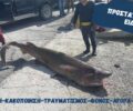 iSea: Εγκληματική κακοποίηση ζώου μέχρι θανάτου ο βασανισμός του Εξαβράγχιου καρχαρία στην Ιεράπετρα (βίντεο)