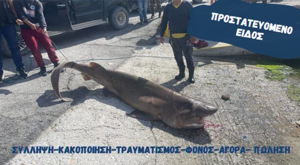 iSea: Εγκληματική κακοποίηση ζώου μέχρι θανάτου ο βασανισμός του Εξαβράγχιου καρχαρία στην Ιεράπετρα (βίντεο)