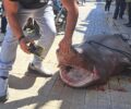 Κρήτη: Δημόσιος βασανισμός προστατευόμενου Εξαβράγχιου καρχαρία στην Ιεράπετρα (βίντεο)