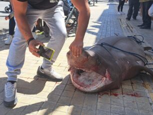 Κρήτη: Δημόσιος βασανισμός προστατευόμενου Εξαβράγχιου καρχαρία στην Ιεράπετρα (βίντεο)