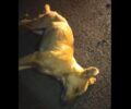 Νάουσα Ημαθίας: Με φόλες δολοφόνησε αδέσποτα σκυλιά στην περιοχή Κουκούλι (βίντεο)