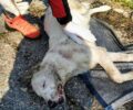 Αναζητούν ποιος βασάνισε και πέταξε σε κάδο τραυματισμένο σκύλο στην Ιπποκράτειο Πολιτεία Αττικής (βίντεο)