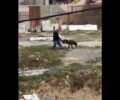 Καμίνια Ηρακλείου Κρήτης: Έκκληση για παράλυτο σκύλο που χρειάζεται αμαξίδιο (βίντεο)
