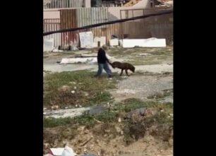 Καμίνια Ηρακλείου Κρήτης: Έκκληση για παράλυτο σκύλο που χρειάζεται αμαξίδιο (βίντεο)