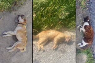 Καρδία Θεσσαλονίκης: Βρήκαν σκύλο και γάτες δολοφονημένα με φόλες