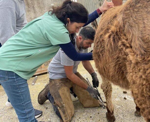 Παστουρωμένα ιπποειδή με δεμένα πόδια εντόπισε και στην Κάρπαθο η ANIMAL ACTION