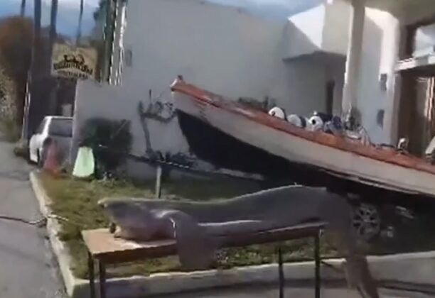 Είδος υπό προστασία ο εξαβράγχιος καρχαρίας που έπιασαν ψαράδες στον Κορινθιακό (βίντεο)