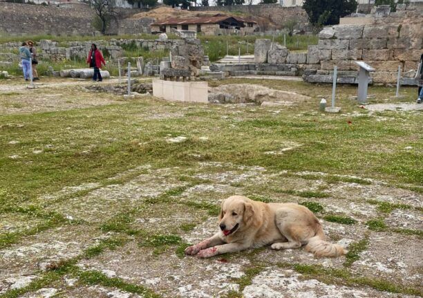 Κόρινθος: Τι θα απογίνει άρρωστος σκύλος που αρμόδιοι με συνοπτικές διαδικασίες θέλουν να ευθανατώσουν;