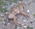 Κουρούτα Ηλείας: Με φόλες δολοφόνησαν ξανά σκυλιά