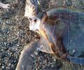 Λακωνία: Βρήκαν θαλάσσια χελώνα νεκρή σφαγμένη στον λαιμό