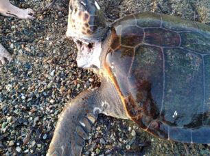 Λακωνία: Βρήκαν θαλάσσια χελώνα νεκρή σφαγμένη στον λαιμό