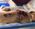 Λέσβος: Σε κρίσιμη κατάσταση σκύλος που πυροβολήθηκε στον Παππάδο – Ο Δήμος Μυτιλήνης ακόμα δεν έχει πρόγραμμα περίθαλψης αδέσποτων