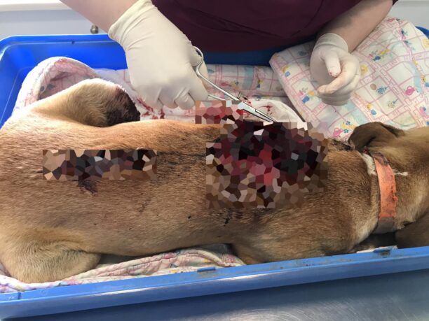 Λέσβος: Σε κρίσιμη κατάσταση σκύλος που πυροβολήθηκε στον Παππάδο – Ο Δήμος Μυτιλήνης ακόμα δεν έχει πρόγραμμα περίθαλψης αδέσποτων
