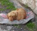 Λέσβος: Έκλεισε σκύλο ζωντανό σε τσουβάλι και τον πέταξε