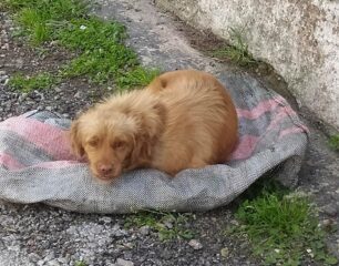 Λέσβος: Έκλεισε σκύλο ζωντανό σε τσουβάλι και τον πέταξε