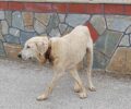 Λίμνη Θεσσαλονίκης: Προσπαθούν να πιάσουν σκύλο που περιφέρεται με κομμένο λαιμό