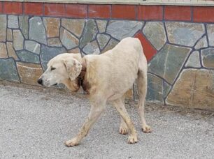 Λίμνη Θεσσαλονίκης: Προσπαθούν να πιάσουν σκύλο που περιφέρεται με κομμένο λαιμό