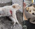 Λιβαδειά Βοιωτίας: Προσπαθεί να ξαναπερπατήσει μωρό σκυλάκι που βρέθηκε πεταμένο μετά από κλωτσιά (βίντεο)